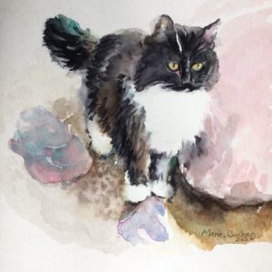 black and white cat with white bib and stones