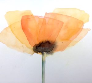 orange and yellow poppy with visible layers